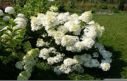 Hortenzia paniculata fajták a „fantom” leírás, ültetés, gondozás