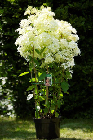 Hortenzia paniculata fajták a „fantom” leírás, ültetés, gondozás