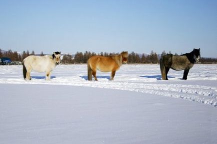 Érdekességek a lófajták - helyszínen a lovak