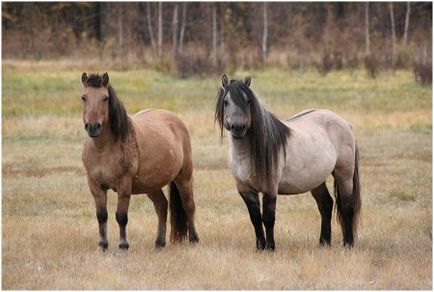 Érdekességek a lófajták - helyszínen a lovak