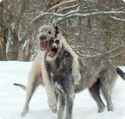 Irlandez Wolfhound, poze cu Wolfhound irlandez