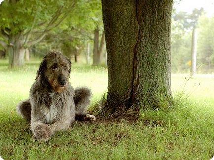 Irlandez Wolfhound, poze cu Wolfhound irlandez