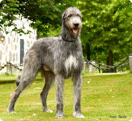 Irlandez Wolfhound, poze cu Wolfhound irlandez