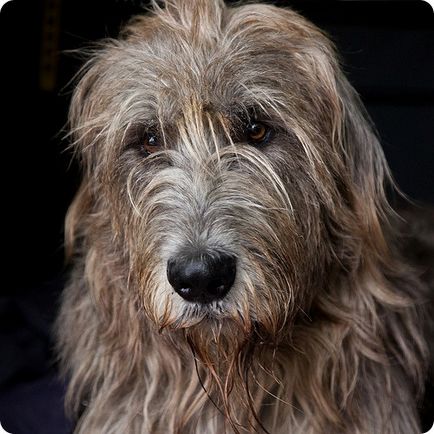 Irlandez Wolfhound, poze cu Wolfhound irlandez