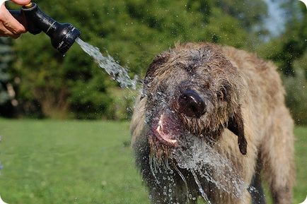 Irlandez Wolfhound, poze cu Wolfhound irlandez