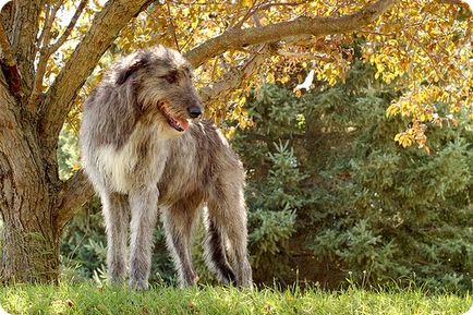 Irlandez Wolfhound, poze cu Wolfhound irlandez