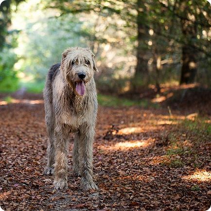 Irlandez Wolfhound, poze cu Wolfhound irlandez