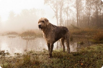 Irlandez Wolfhound, poze cu Wolfhound irlandez