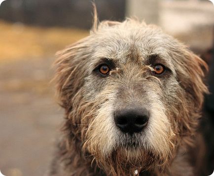 Irlandez Wolfhound, poze cu Wolfhound irlandez