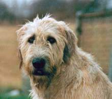 Ірландський вовкодав irish wolfhound