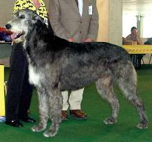 Ірландський вовкодав irish wolfhound