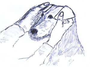 Javítás probléma fülek - Jack Russell terrier a perm
