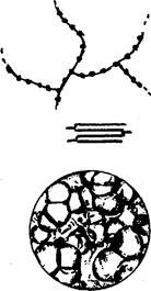 Schimbări în carbohidrații - stadopedia