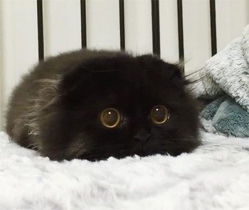 Яка найменша порода кішок в світі за розміром
