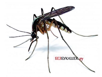 Cum să tratăți cu țânțarii la domiciliu și în natură mijloace eficiente
