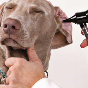 Cum și ce să curețe urechile unui câine acasă