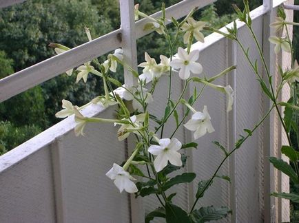 Ce flori pentru a planta pe balcon de soare, partea de nord, care este mai bine să crească, fotografie