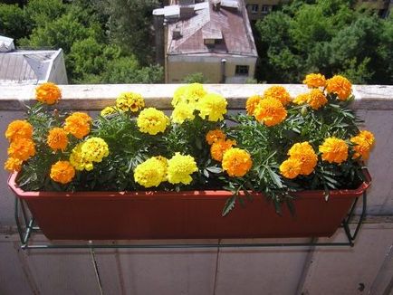 Ce flori pentru a planta pe balcon de soare, partea de nord, care este mai bine să crească, fotografie