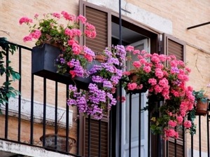 Ce flori pentru a planta pe balcon de soare, partea de nord, care este mai bine să crească, fotografie