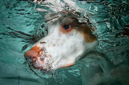 Cum și ce apă să apese un câine pe 29 iulie 2017