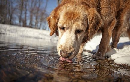 Як і якою водою напувати собаку 29 липня 2017