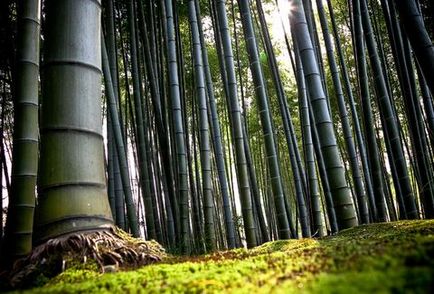 Як використовують бамбук
