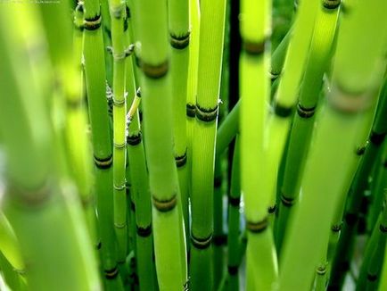 Cum se utilizează bambusul