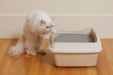 Cum să scăpați de mirosul de urină de pisică în casă - eliminați mirosul pisicii de pe podea