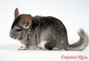 Cum să hrăniți chinchilla - viața animalelor - țara mamei