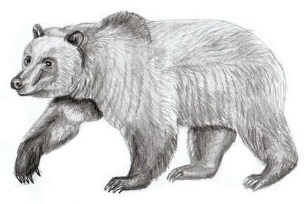 Як намалювати ведмедя поетапно бурого - як намалювати ведмедя малюнок бурого ведмедя поетапно