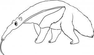 Cum de a desena un anteater în creion pas cu pas