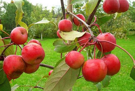 Cum să plantezi un măr în primăvară, vară și toamnă în Siberia și Urali