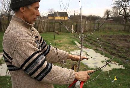 Cum să plantezi un măr în primăvară, vară și toamnă în Siberia și Urali