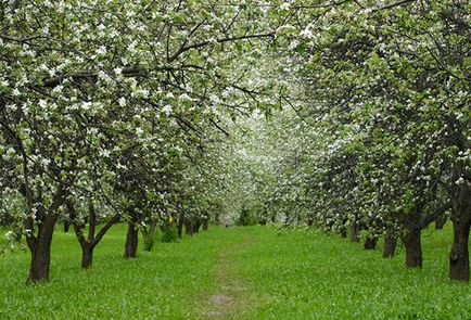 Cum să plantezi un măr în primăvară, vară și toamnă în Siberia și Urali