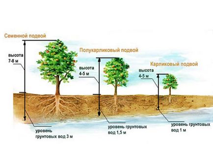 Cum să plantezi un măr în primăvară, vară și toamnă în Siberia și Urali