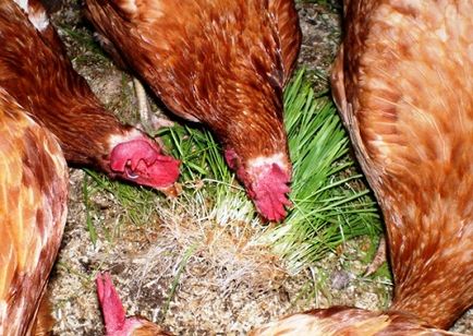 Cum să hrăniți în mod adecvat găinile ouătoare, tehnologiile în creștere