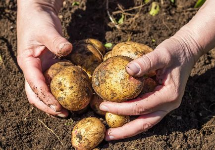 Як правильно відібрати картоплю на насіння