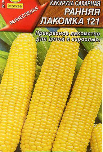 Як правильно посадити кукурудзу у відкритий грунт, час посадки