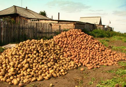 Cât de corect să se planteze secrete de cartofi de cultivare sub un paie și cu ajutorul unui bloc de motor