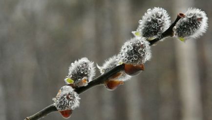 Cum să întâlniți în mod corespunzător Duminica Floriilor