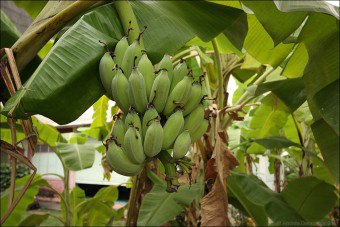 Hogyan kell tárolni a banán a házban, és tárolja az alapvető szabályok