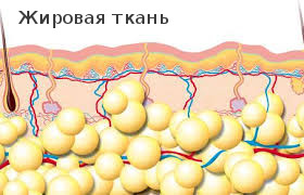 Як протікає процес схуднення і як запустити або прискорити зниження ваги