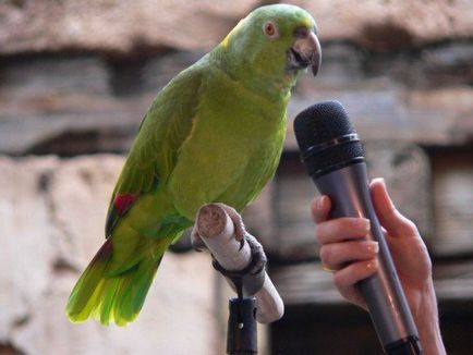 Cum să vorbești un papagal, articole
