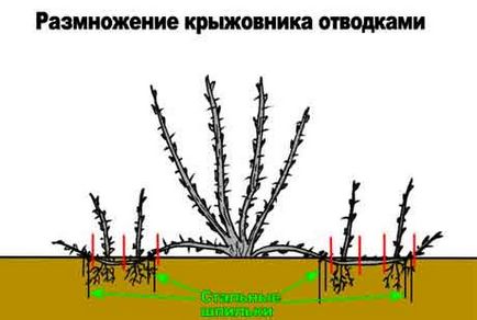 Як розмножити гортензію деревоподібну