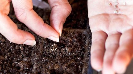 Cum să planteze răsaduri tratarea semințelor de tomate, calendarul de plantare, pregătirea solului, rezervoare pentru