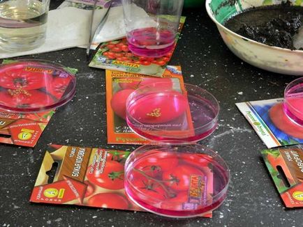 Cum să planteze răsaduri tratarea semințelor de tomate, calendarul de plantare, pregătirea solului, rezervoare pentru