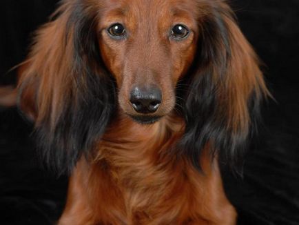 Cum să păstrați o descriere a rasei cu mini-taxi cu păr lung, regulile de îngrijire, fotografia unui câine adult