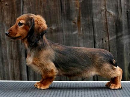 Hogyan kell tartani a hosszú szőrű tacskó mini fajta leírás, ellátás szabályai, fotók egy felnőtt kutya