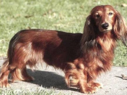 Cum să păstrați o descriere a rasei cu mini-taxi cu păr lung, regulile de îngrijire, fotografia unui câine adult