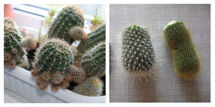 Cactus Echinopsis specii de casă populare cu fotografie